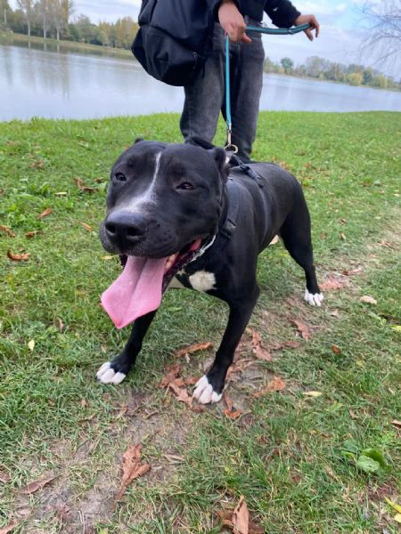 pitbull femmina 5/6anni molto buona.sos mantova | Foto 0