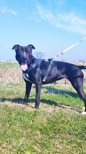 pitbull femmina 5/6anni molto buona.sos mantova