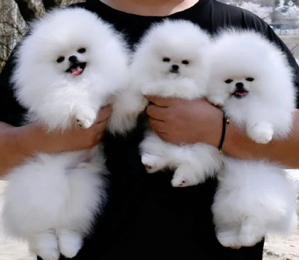 cuccioli di spitz di pomerania