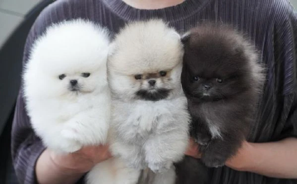 cuccioli di pomerania