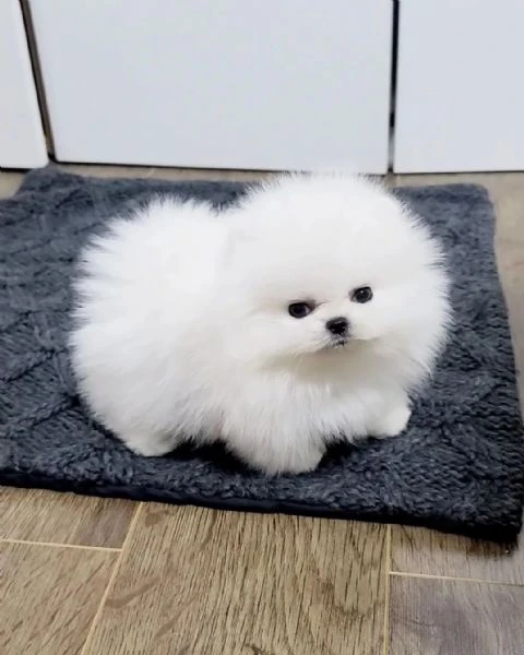 regalo cucciolo bellissimi cuccioli di pomerania rossi