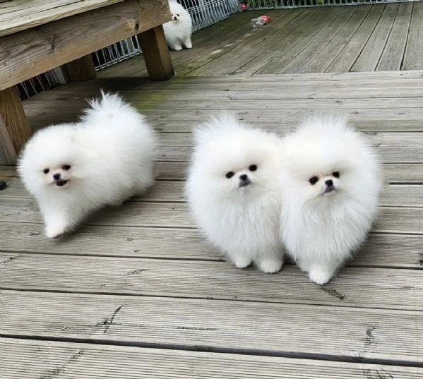 spitz di pomerania