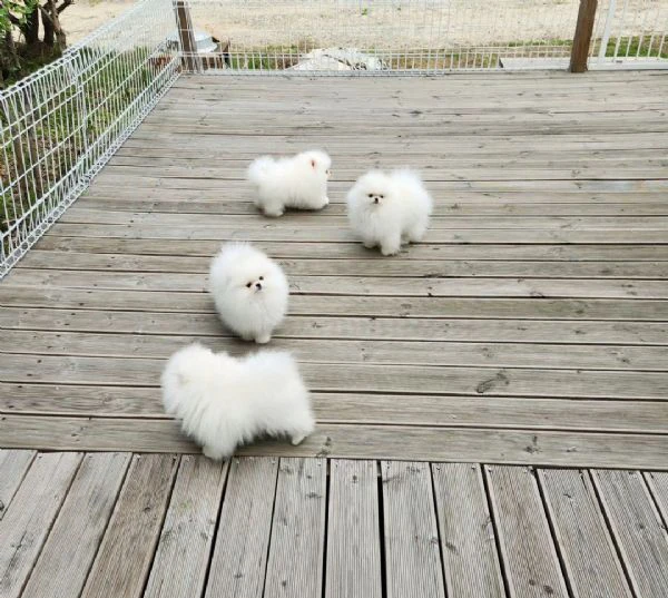 spitz di pomerania | Foto 0