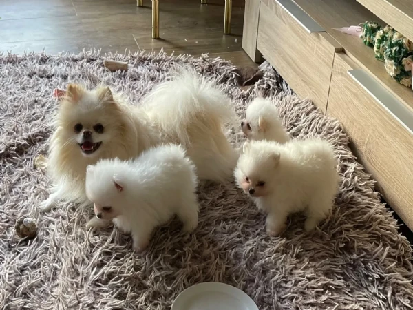 pomerania cuccioli di alta genealogia