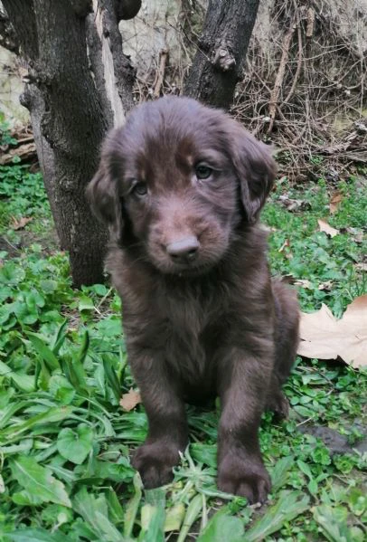 cuccioli flat coated retriever vendesi