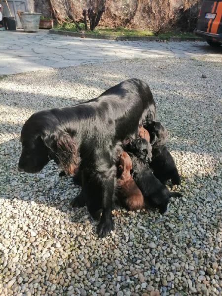 cuccioli flat coated retriever vendesi | Foto 1