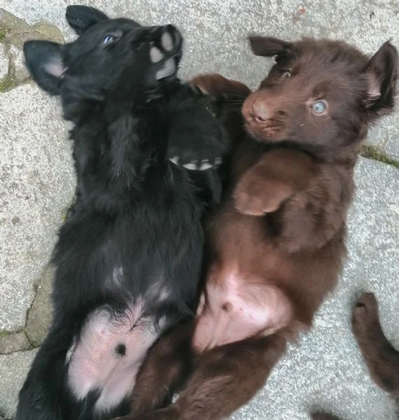 cuccioli flat coated retriever vendesi | Foto 0