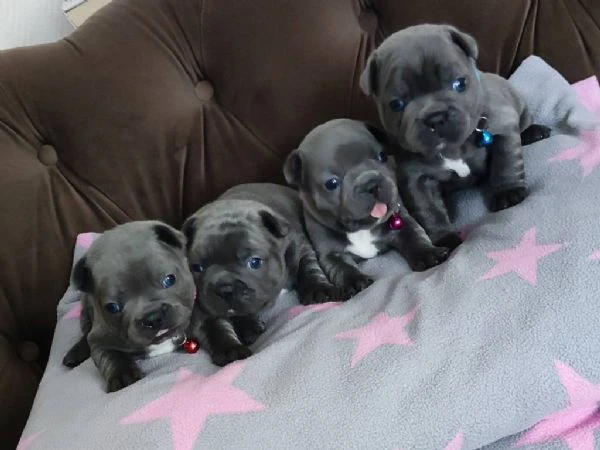 cuccioli bulldog francese blu con pedigree.