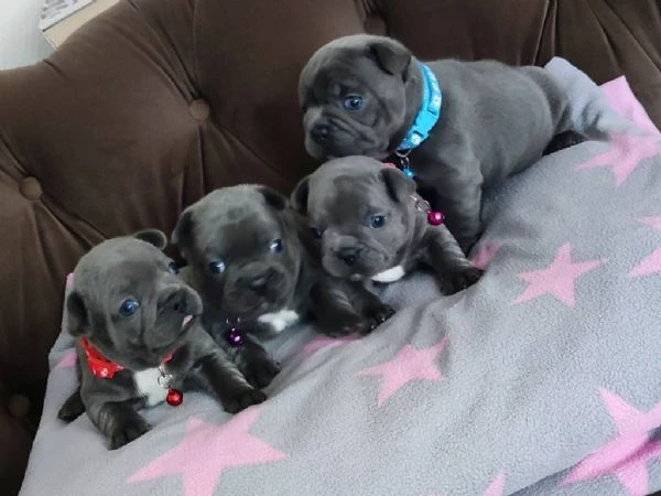 cuccioli bulldog francese blu con pedigree. | Foto 2