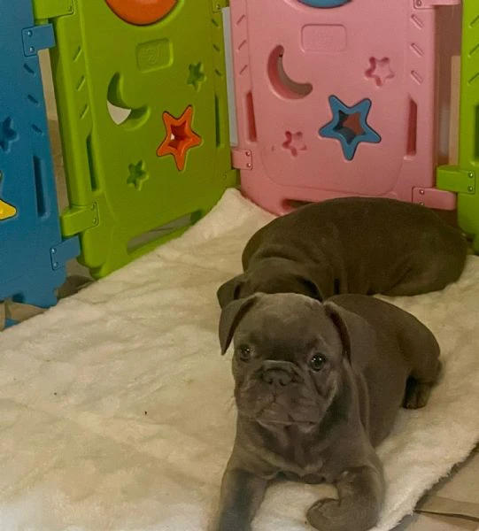 bulldog francesi cuccioli 