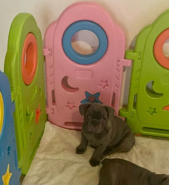 bulldog francesi cuccioli  | Foto 3
