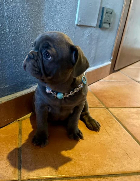 bulldog francesi cuccioli  | Foto 2
