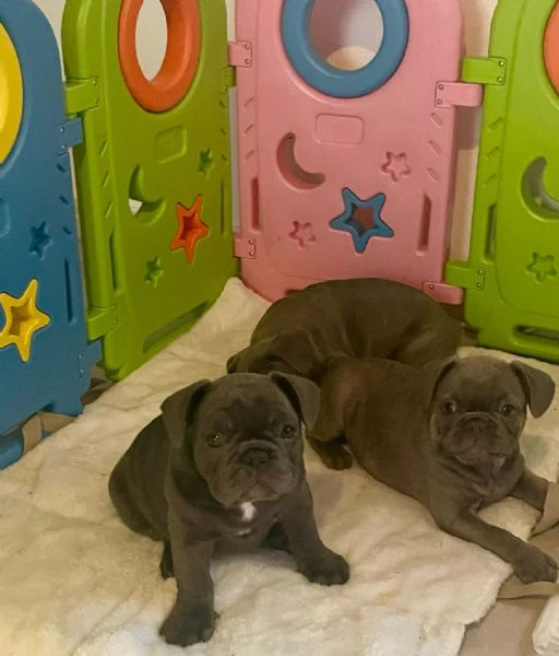 bulldog francesi cuccioli  | Foto 1