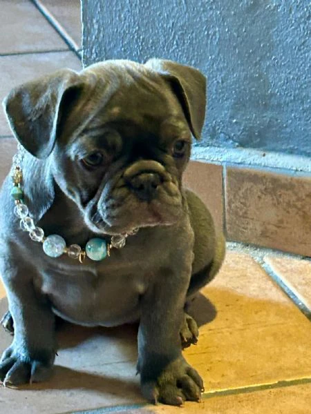 bulldog francesi cuccioli  | Foto 0
