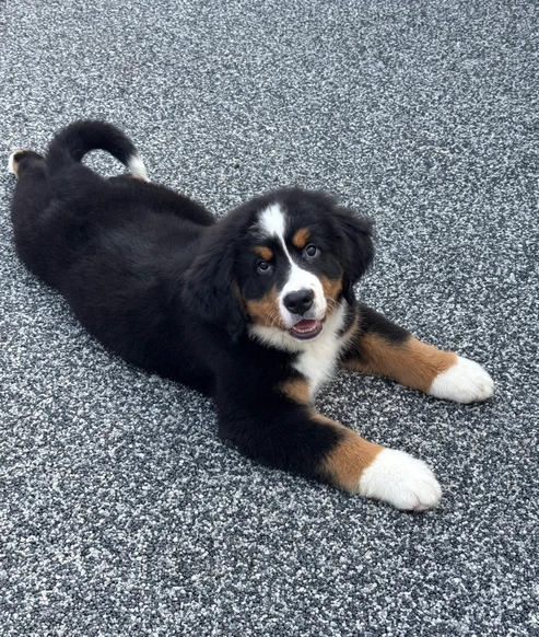 bovaro del bernese cuccioli per adozione