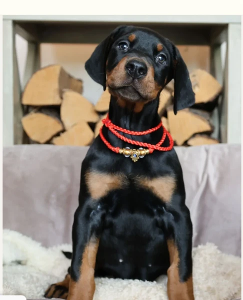 cuccioli di razza dobermann in adozione
