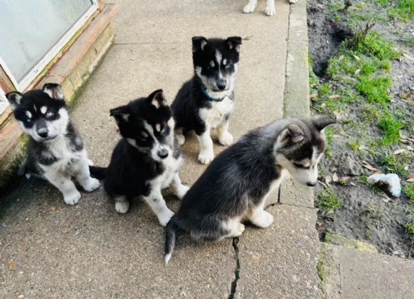 cuccioli di siberian husky allevati con amore per adozione