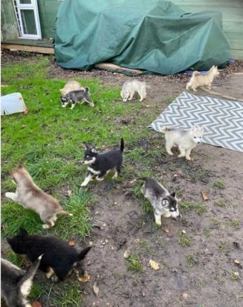 siberian husky