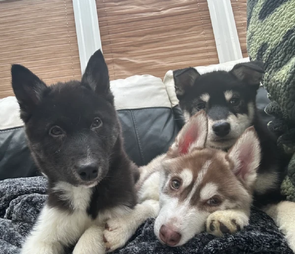 cuccioli di siberian husky allevati con amore per adozione