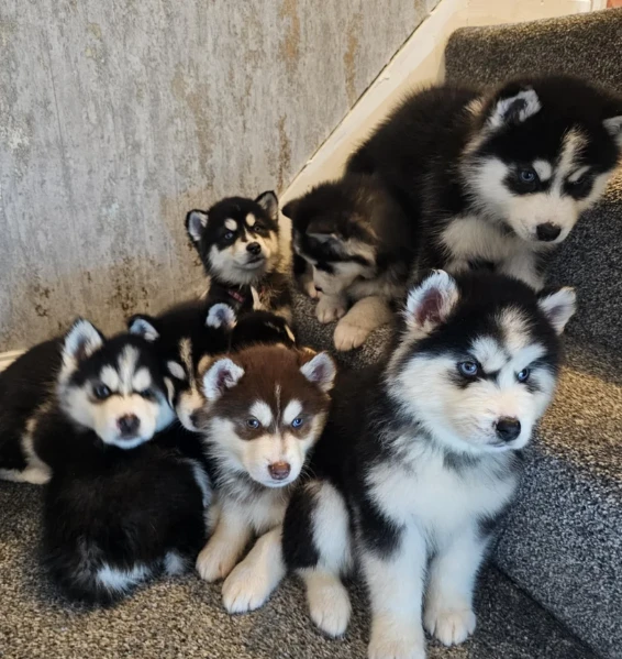 disponibili meravigliosi cuccioli di siberian husky bianco/nero e bianco/grigi
