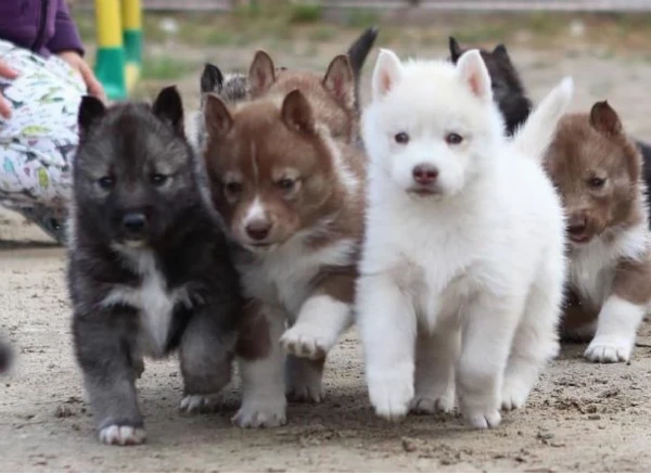  disponibili meravigliosi cuccioli di siberian husky
