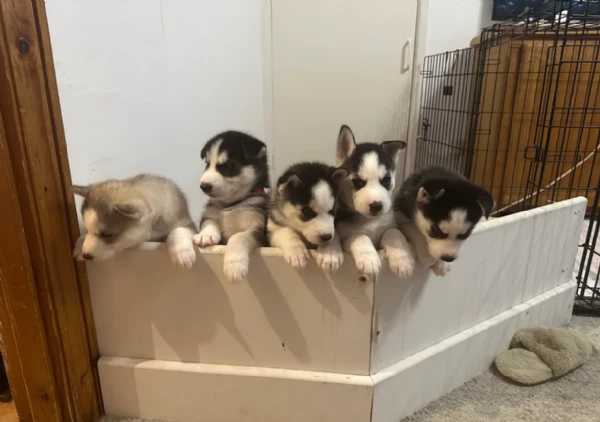 siberian husky bianco/nero e bianco/grigio (tricolor