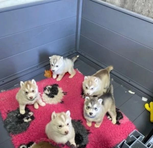 cuccioli di siberian husky allevati con amore per adozione