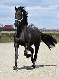 cavalla frisona ster di 8 anni