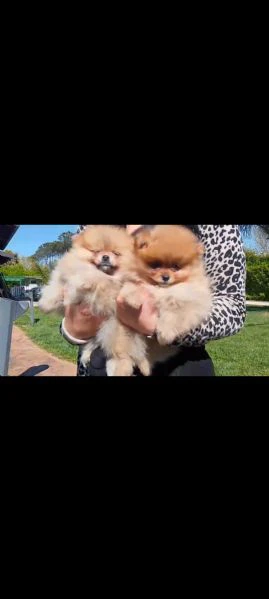 cucciolo spitz | Foto 3