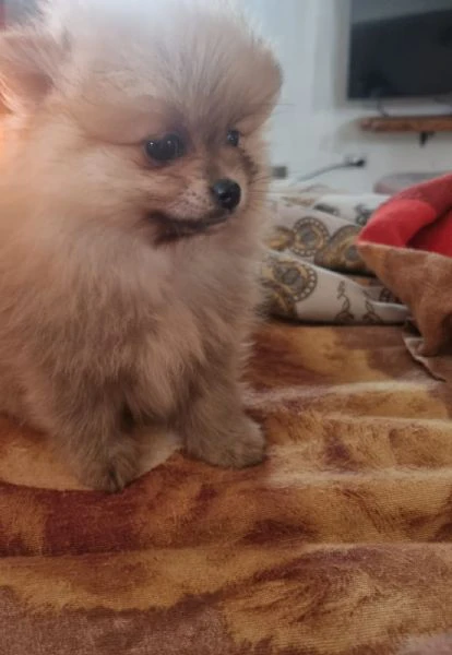 cucciolo spitz | Foto 2