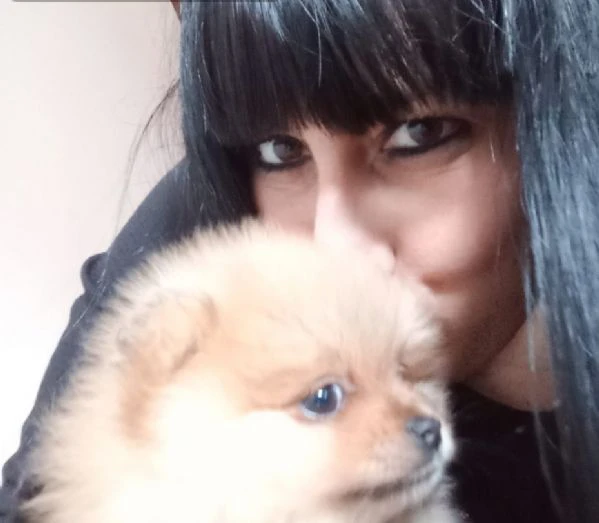 cucciolo spitz | Foto 1