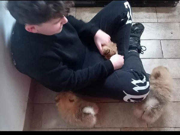 cucciolo spitz