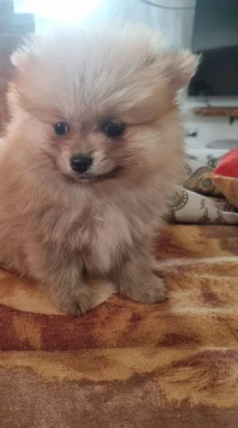 cucciolo spitz | Foto 0