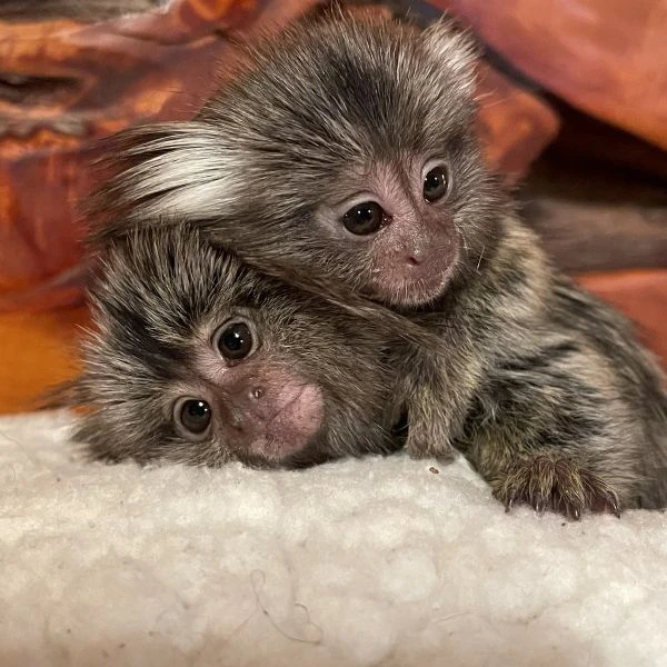 cuccioli di scimmie marmoset disponibili | Foto 4
