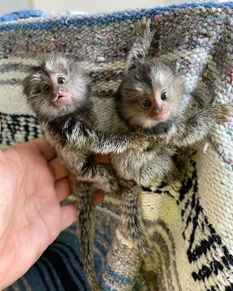 cuccioli di scimmie marmoset disponibili | Foto 3