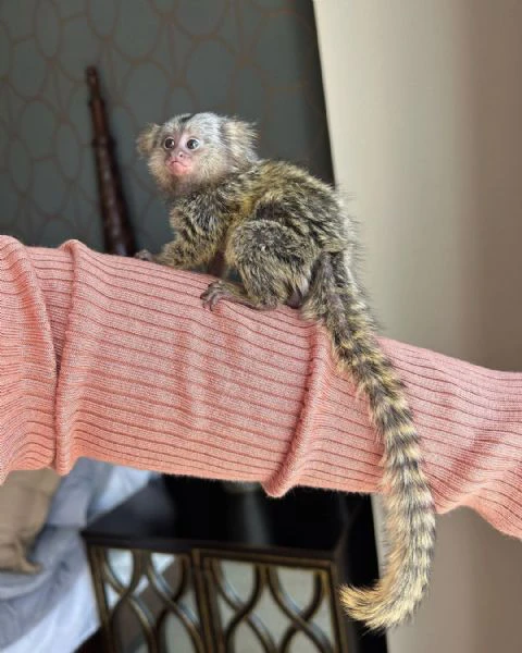 cuccioli di scimmie marmoset disponibili