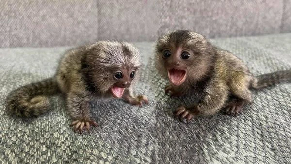 cuccioli di scimmie marmoset disponibili | Foto 2