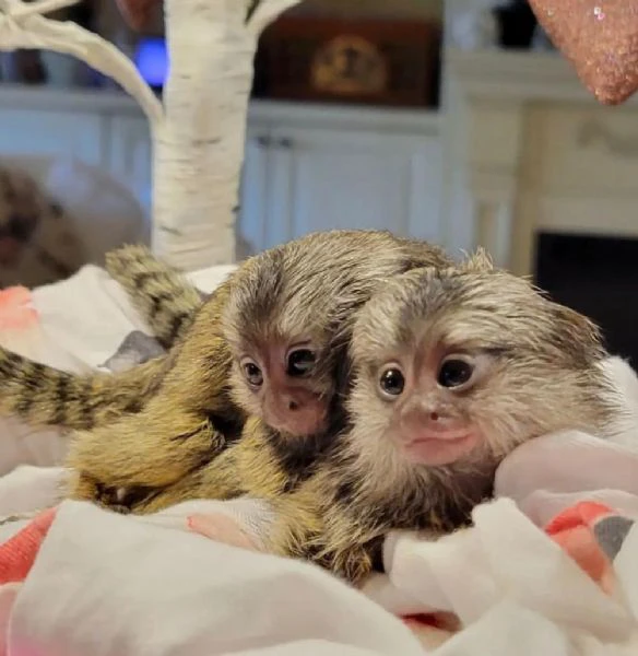 cuccioli di scimmie marmoset disponibili | Foto 1