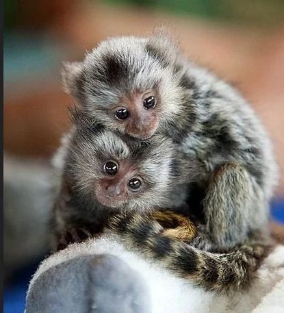 cuccioli di scimmie marmoset disponibili | Foto 0