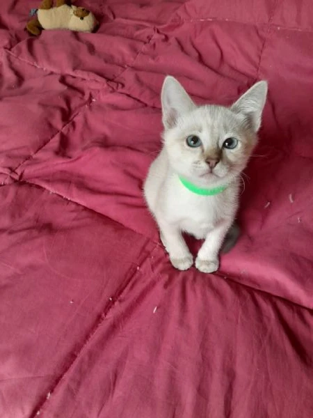 cucciola thai