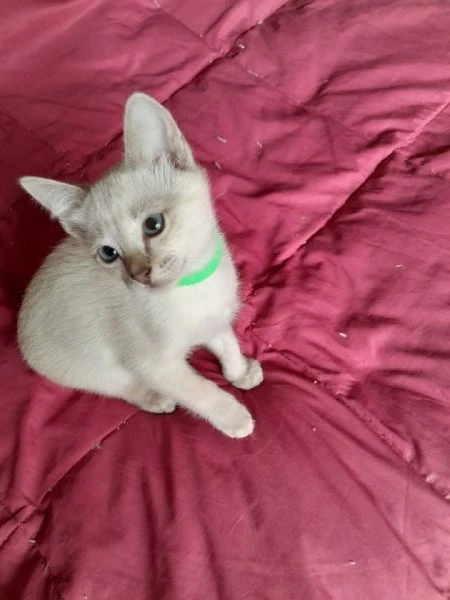cucciola thai | Foto 0