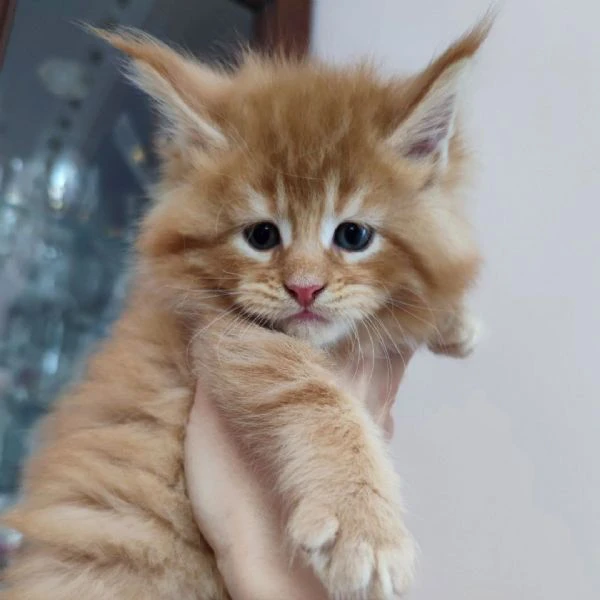 cucciola maine coon | Foto 1
