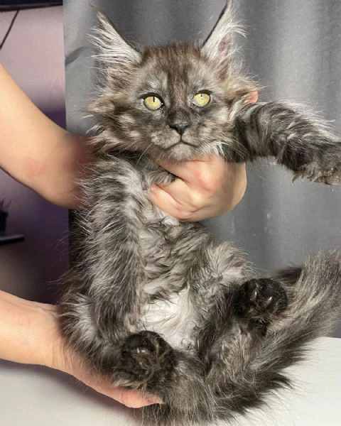 cucciola maine coon | Foto 0