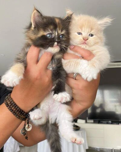 cucciola maine coon