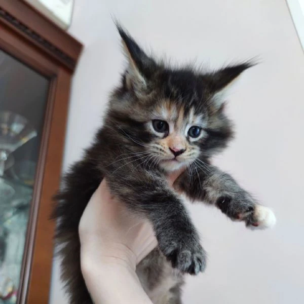 meravigliosi cuccioli maine coon
