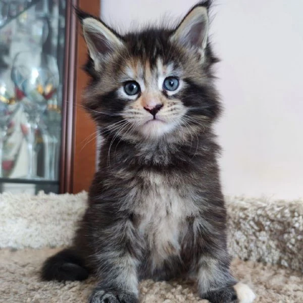 meravigliosi cuccioli maine coon | Foto 1