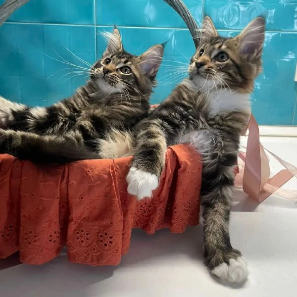 meravigliosi cuccioli maine coon | Foto 0