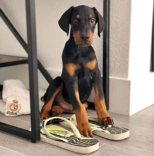 cuccioli di razza pura doberman pinscher | Foto 1