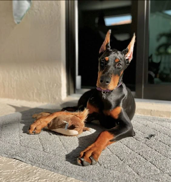 cuccioli di razza pura doberman pinscher | Foto 0