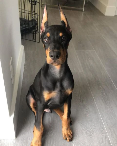 cuccioli di razza pura doberman pinscher